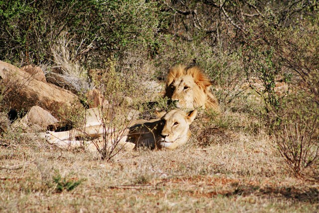 Doog's Safari - Day 2 (AM) Lion_411