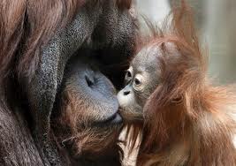 Animal Love Pics Orangu10