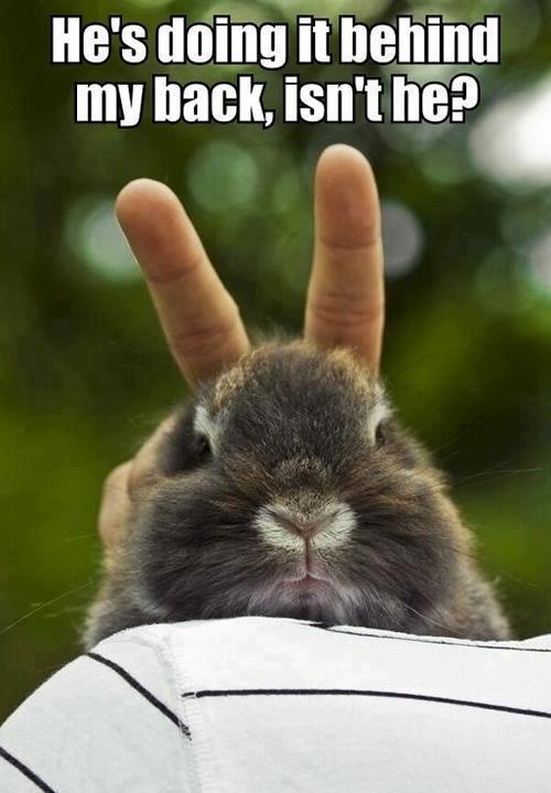 Funny Animal Photos - Page 27 Rabbit10