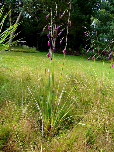 Dierama pulcherrimum 23927410