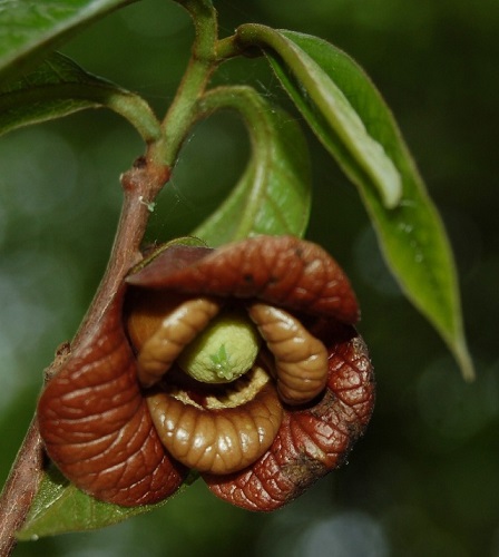 Asimina triloba - asiminier, pawpaw Asimin11