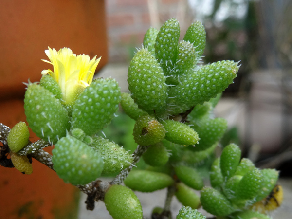 Delosperma echinatum Delosp10