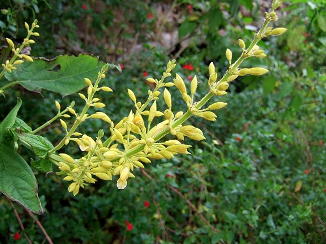 Salvia madrensis - sauge de la Sierra Madre Dscf1610