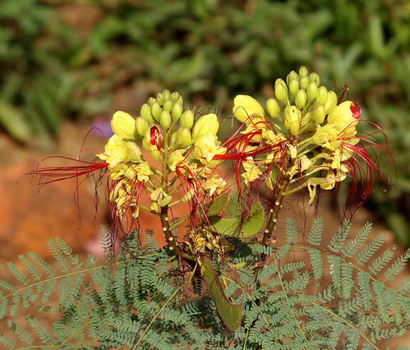 Caesalpinia gilliesii (= Poinciana gilliesii) - petit flamboyant Janvie10