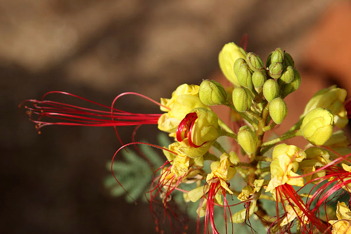 Caesalpinia gilliesii (= Poinciana gilliesii) - petit flamboyant Janvie11