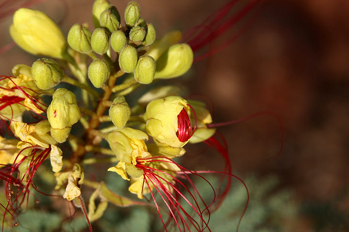 Caesalpinia gilliesii (= Poinciana gilliesii) - petit flamboyant Janvie12