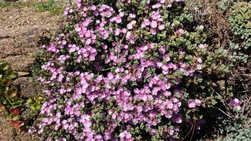 Oscularia deltoides (= Lampranthus deltoides) Photo_10