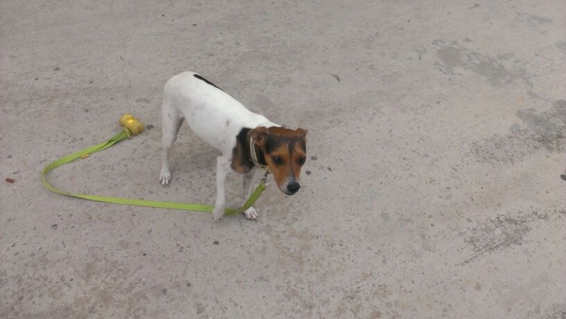 Grande urgence pour LOREA - bodeguera 1 an 1/2 - Une histoire de Galgos (Espagne) Img_3111