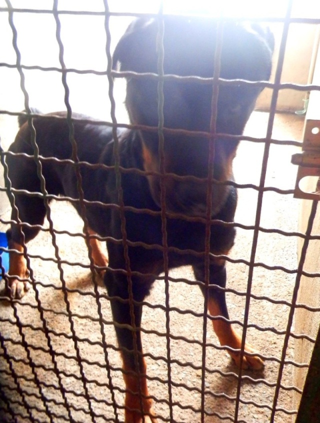 Rolf, rottweiler 4ans asso Orfée P4110010