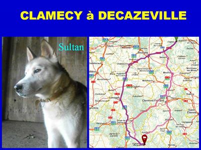 SULTAN, CLT x Husky (9 ans) (m) vivait dans un placar, ASSO12 ADOPTE - Page 2 10014510