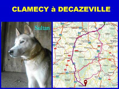 SULTAN, CLT x Husky (9 ans)  (m) vivait dans un placar, ASSO12  ADOPTE - Page 2 10014510