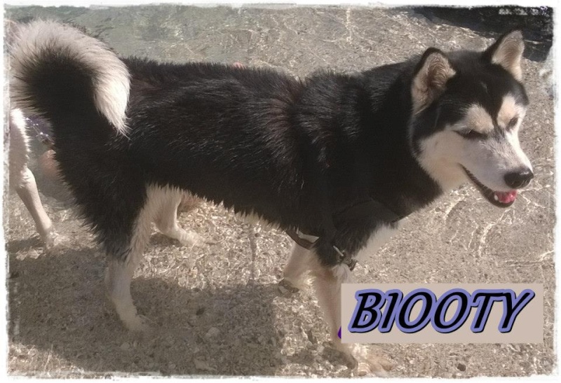 Biooty husky (f) 1 an et demi ok chiens enfants pas de chats  ASSO97  ADOPTEE 10155311