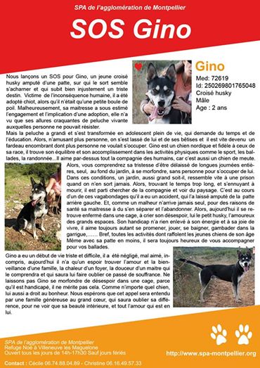   SOS Gino, type Husky, amputé d'une patte, 2 ans, spa de Montpellier REF:34 ADOPTE 10172710