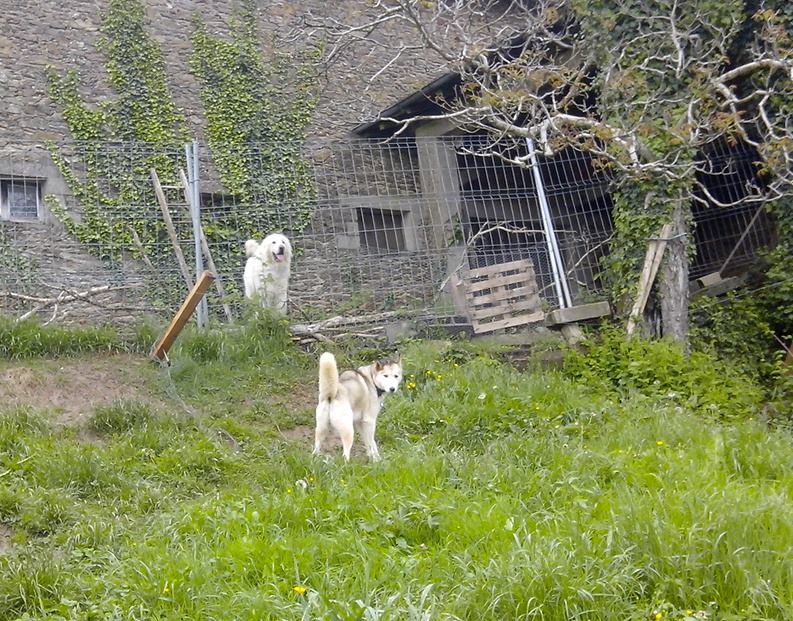 SULTAN, CLT x Husky (9 ans) (m) vivait dans un placar, ASSO12 ADOPTE - Page 2 10269610