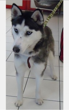 LUCKY husky (f) 1 an 2 mois gris et blanc REF:6032/BELGIQUE    ADOPTEE 11300612