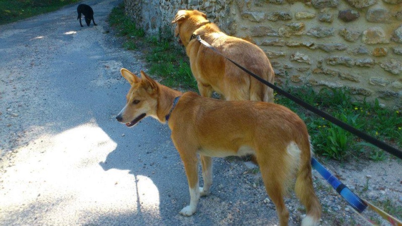 Lassie, jeune berger  X shiba à l’adoption(f) 1 an 7 mois. (95)  ADOPTEE - Page 3 11862411