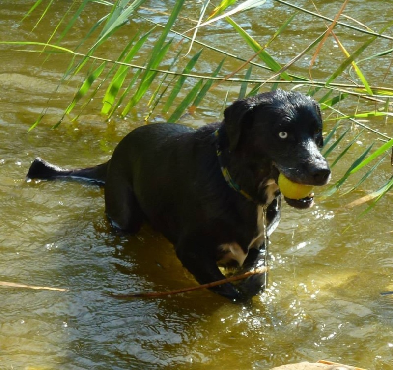 DJONNY, Labrador X Husky  REFU30 12387310