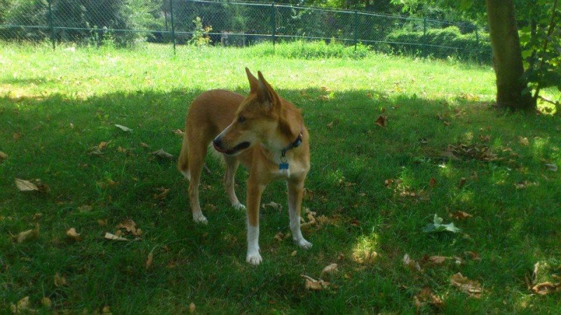 Lassie, jeune berger  X shiba à l’adoption(f) 1 an 7 mois. (95)  ADOPTEE - Page 2 13765810