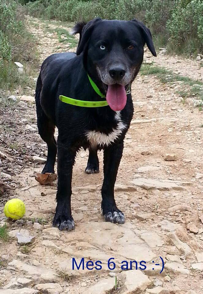 DJONNY, Labrador X Husky  REFU30 13793010