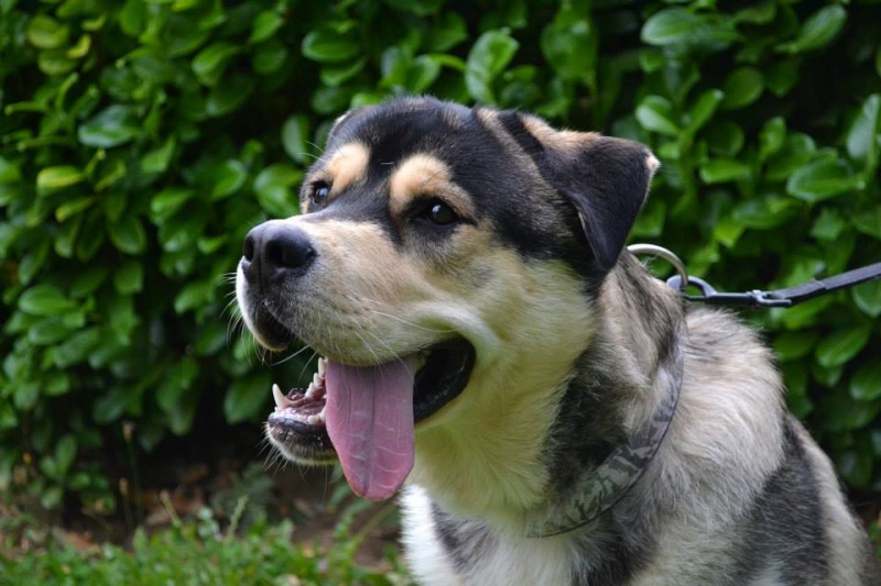 TYSON x husky  labrador né 11/2012/ sociable joueur équilibré  REF78 ADOPTER 13807210