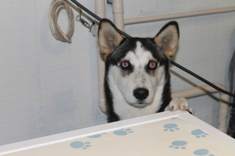 Isba, Husky f()  5 mois Compatible : enfants chiens chats REF62.ADOPTEE 13814210