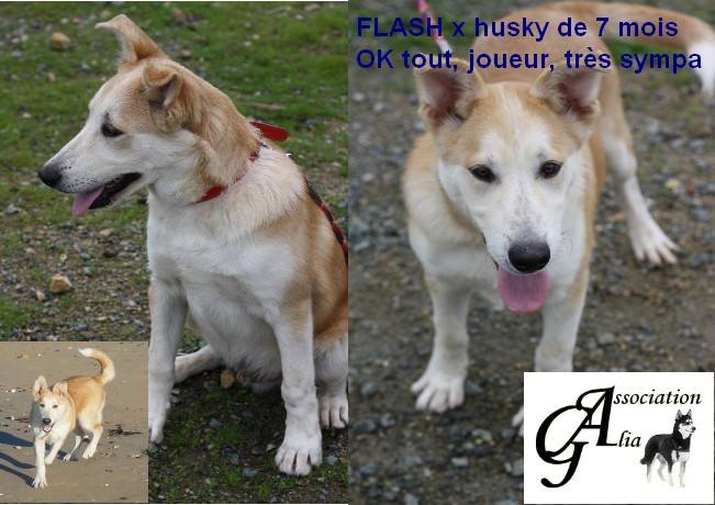 Flash x husky  (m) ok chiens et chats né  31/03/2013/ ASSO:85 13914310