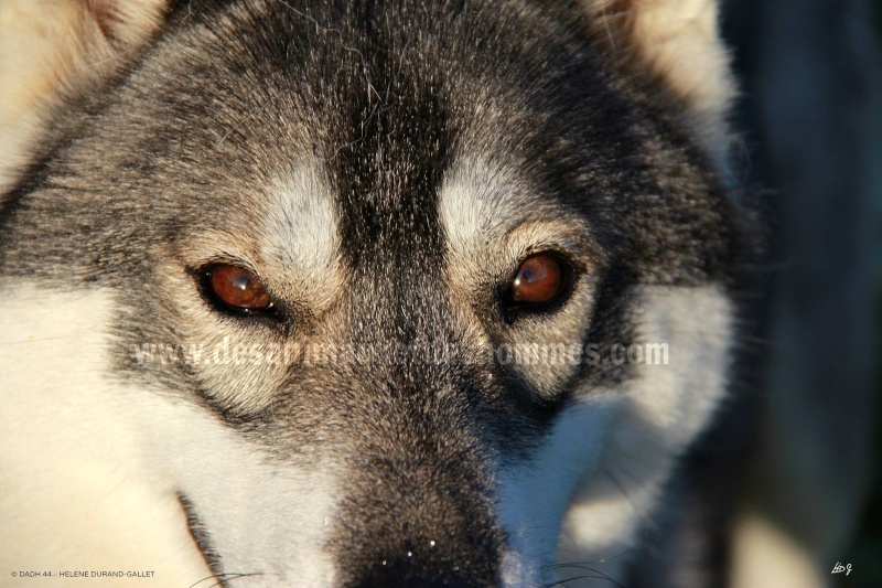 DJOMA,husky (f) 03/2011/ gris et blanc pas dominante agréable REF:44 ADOPTEE 13984111