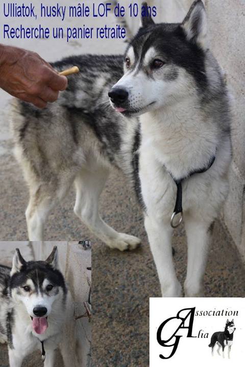 ULLIATOK husky de 10 ans   LOF  ASSO :85  URGENT ADOPTE 14591110