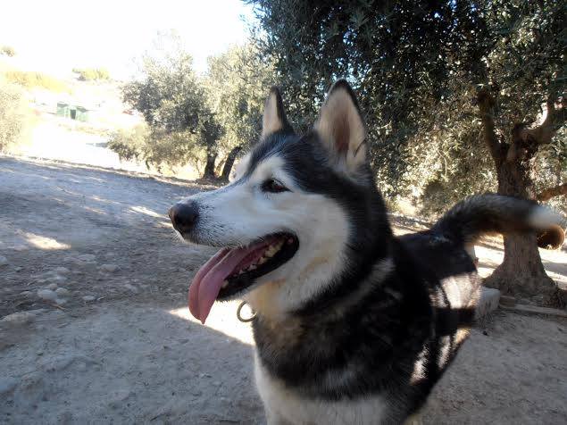 Rubia husky sauvée de l'euthanasie,PAS DE CHATS NEE 12/2005/REFU ESPAGNE ADOPTEE - Page 6 14646910