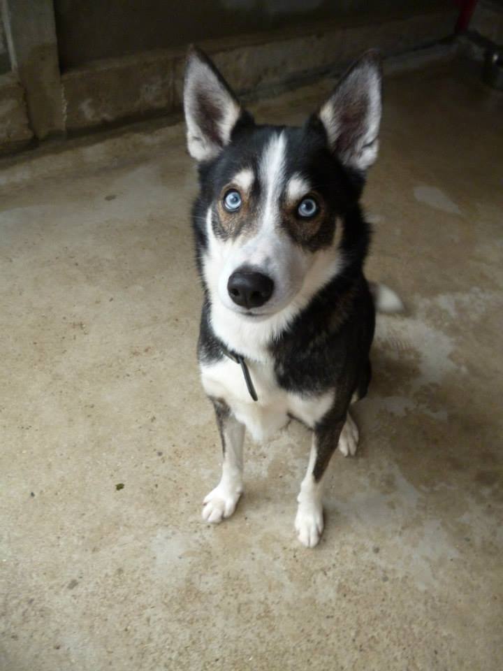 Seyia husky (m) 6 ans calme et joueur REF:14 ADOPTE 14703410