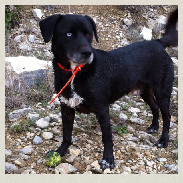 DJONNY, Labrador X Husky REFU30 - Page 2 14932710