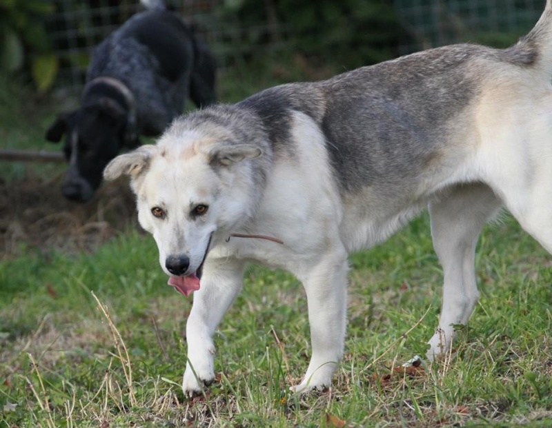 Hipoune  x Husky  (f) caline et joueuse née en 2012  REFU16 Adopté 15132211