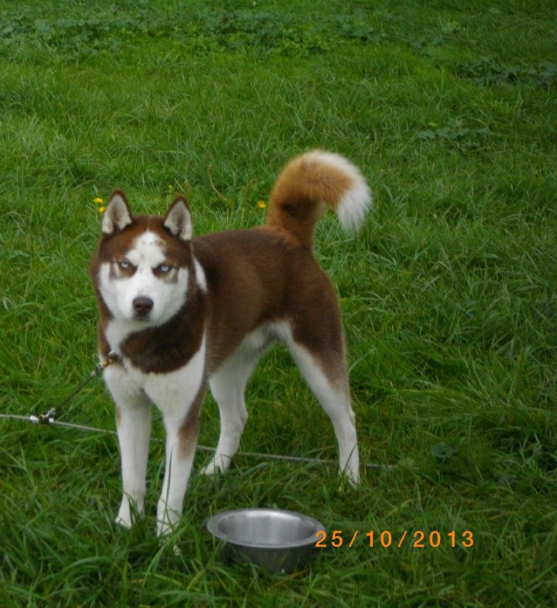 KOBE husky de sibérie (m) 8 mois marron et blanc yeux bleus PAR:33 DECEDE - Page 2 15262310