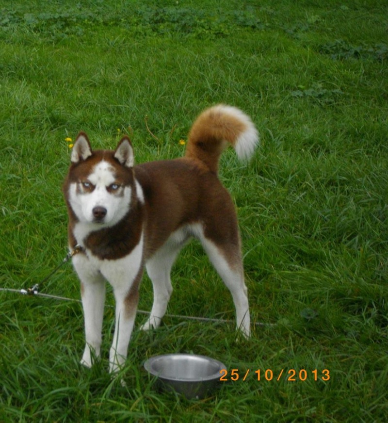 KOBE husky de sibérie (m) 8 mois marron et blanc yeux bleus PAR:33  DECEDE - Page 2 15262310