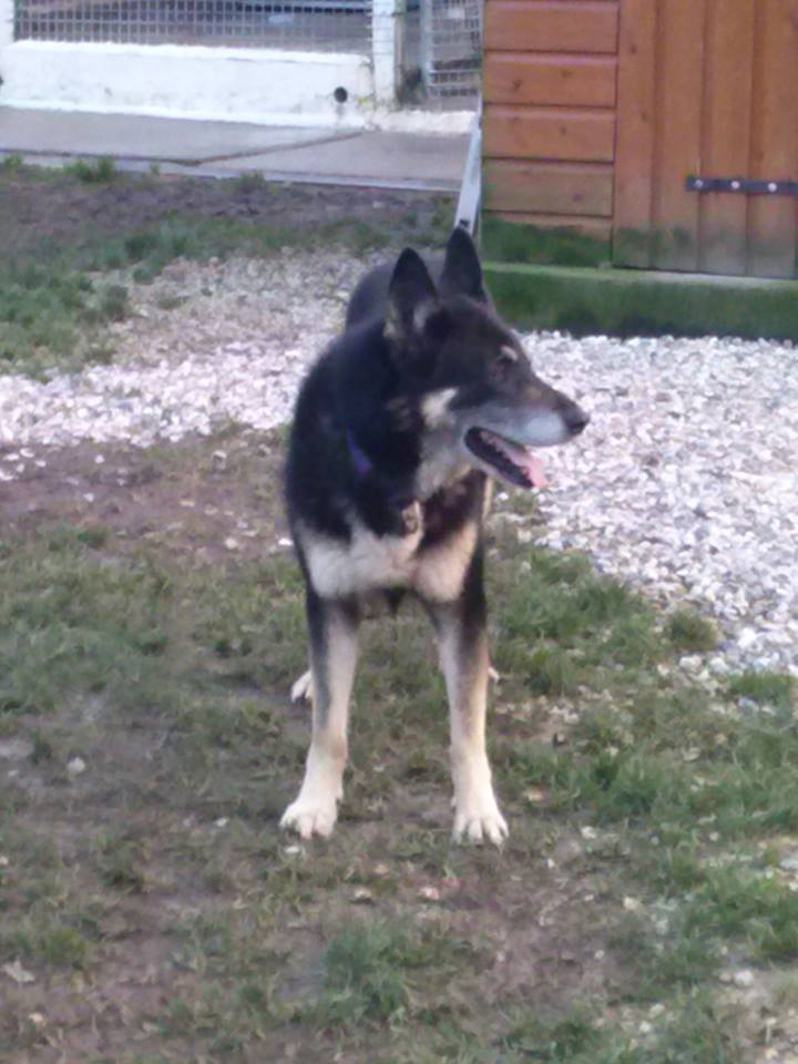 Pirate -  BA  Croisé husky (m) Né en 2001 RECHERCHE FA- REFU76  ADOPTER 15354710