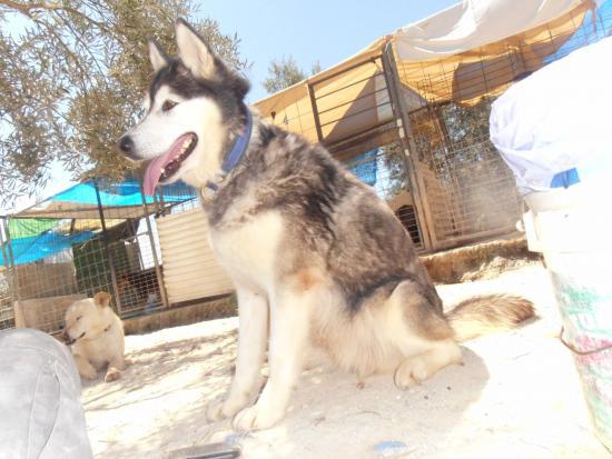 Rubia husky sauvée de l'euthanasie,PAS DE CHATS  NEE 12/2005/REFU ESPAGNE  ADOPTEE - Page 5 18311310