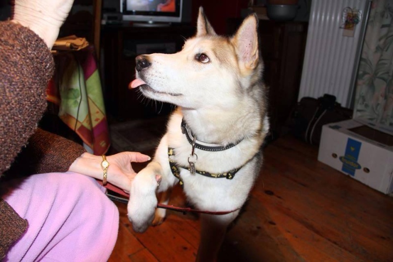SULTAN, CLT x Husky (9 ans) (m) vivait dans un placar, ASSO12 ADOPTE - Page 2 18976510
