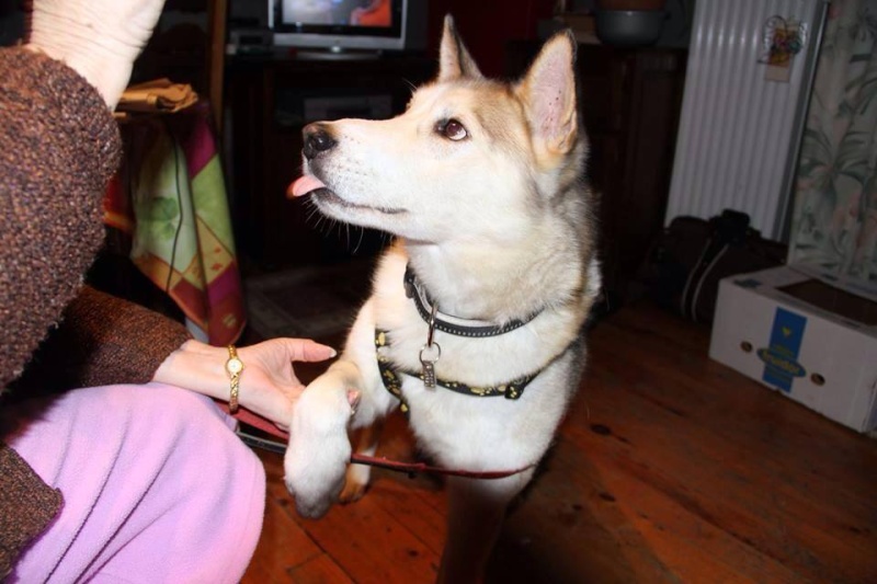 SULTAN, CLT x Husky (9 ans)  (m) vivait dans un placar, ASSO12  ADOPTE - Page 2 18976510