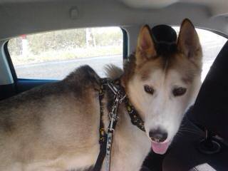 SULTAN, CLT x Husky (9 ans)  (m) vivait dans un placar, ASSO12  ADOPTE - Page 2 19585510