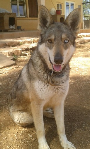 JO et JENA, Chien-loup tchèque X Husky, frere et soeur 2011 REFU13 2014jo10