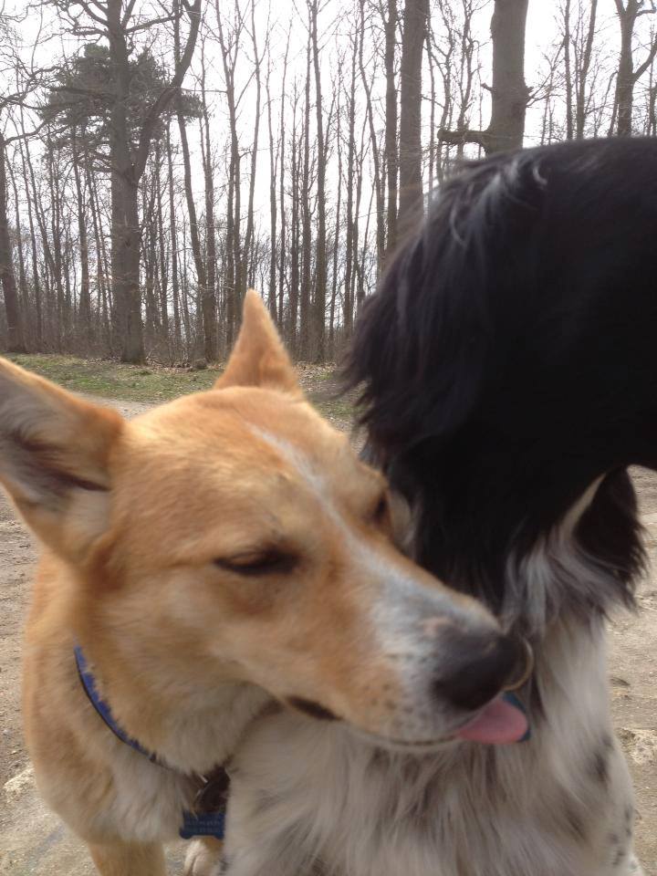 Lassie, jeune berger  X shiba à l’adoption(f) 1 an 7 mois. (95)  ADOPTEE - Page 2 26456610