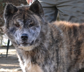 HAYKO  Akita inu (m)Avril 2012/ jeune chien qui a été torturé REFU42 ADOPTE 430510