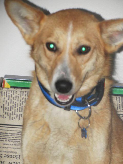 Lassie, jeune berger  X shiba à l’adoption(f) 1 an 7 mois. (95)  ADOPTEE - Page 2 48222710