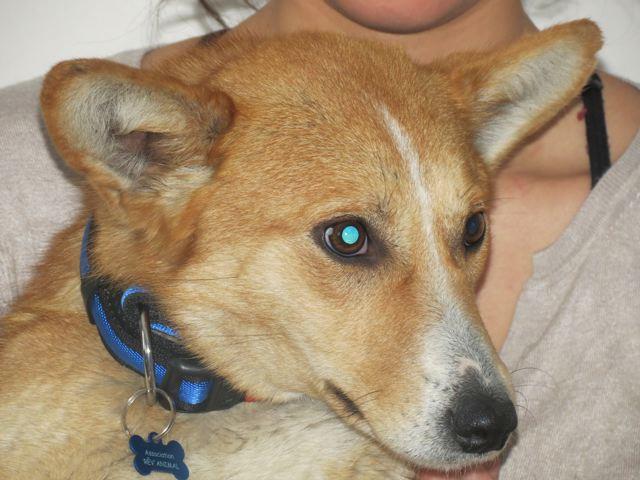 Lassie, jeune berger  X shiba à l’adoption(f) 1 an 7 mois. (95)  ADOPTEE - Page 2 48372610