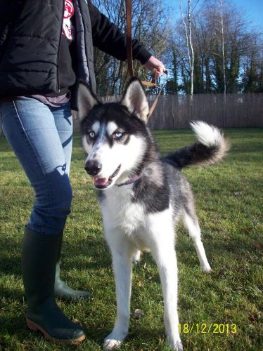 Joyce Husky 20/06/2011 noir et blanc REF:60  ADOPTE 500_2e10