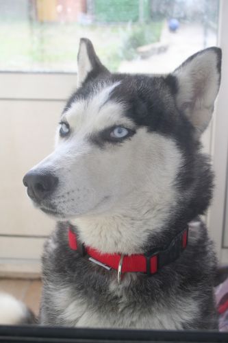 Wiki  husky (f)  née 04/2003/  ASSO:26  ADOPTEE 500_ba10