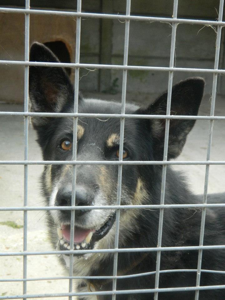 Pirate - BA Croisé husky (m) Né en 2001 RECHERCHE FA- REFU76 ADOPTER 54797810