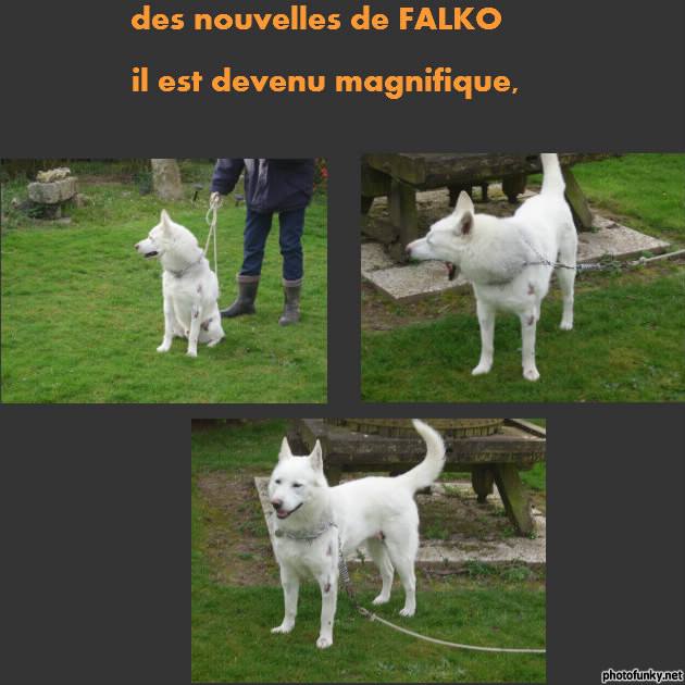 SOS POUR FALKO HUSKY  asso "Au Coeur Des Chats" ASSO76  ADOPTE 98882911