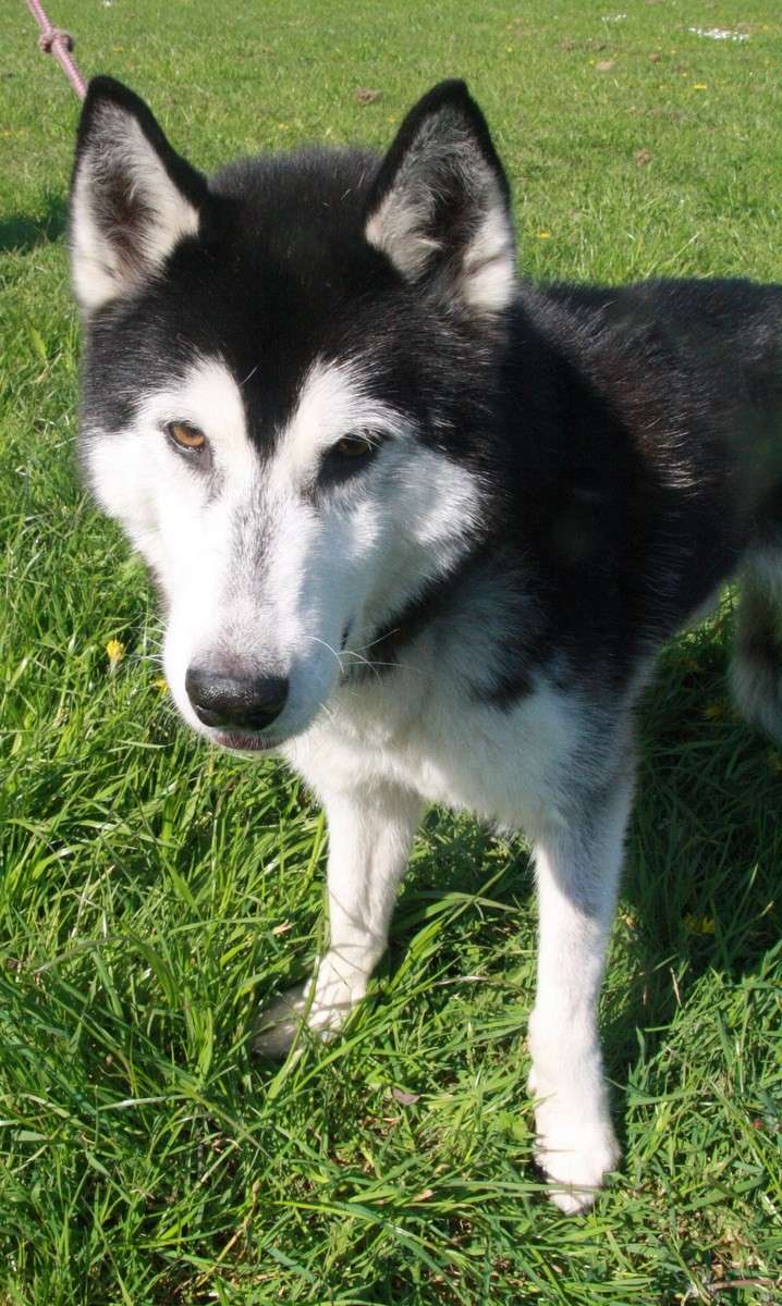 AMAROK HUSKY Male un papy super sympa 11/2003/ MALE REFU29 ADOPTE Amarok10