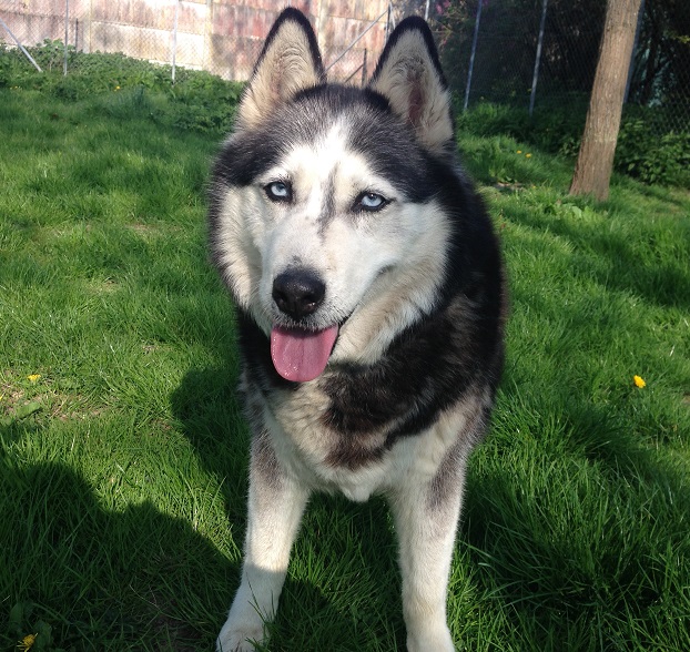 BELLE husky sibérien(f) 11 ans ok chiens chats enfants REFU89 ADOPTE Belle310